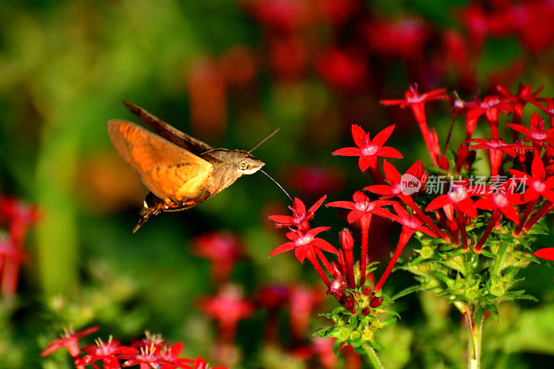 Pentas lanceolata和蜂鸟鹰蛾